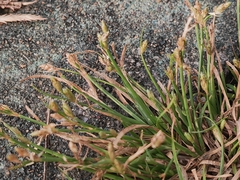 Eleocharis acicularis