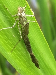 Erythromma najas