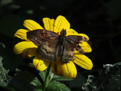Theagenes dichrous