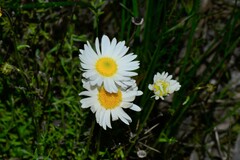 Brachyscome diversifolia