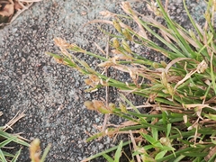 Eleocharis acicularis