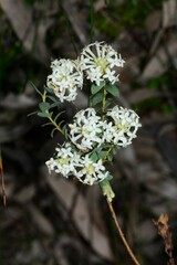 Pimelea humilis