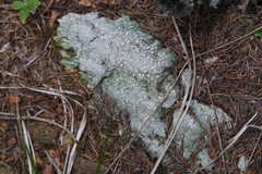 Icmadophila ericetorum