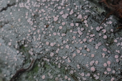 Icmadophila ericetorum