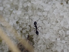 Monomorium viridum