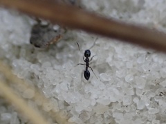 Monomorium viridum