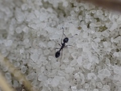 Monomorium viridum