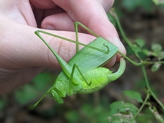 Amblycorypha oblongifolia