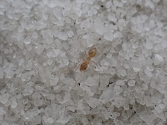 Nylanderia phantasma