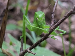Amblycorypha oblongifolia