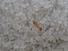 Nylanderia phantasma