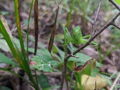 Amblycorypha oblongifolia