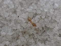 Nylanderia phantasma