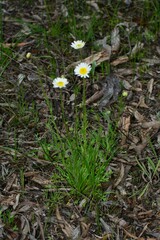 Brachyscome diversifolia
