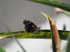 Vanessa indica indica