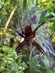 Dolomedes vittatus