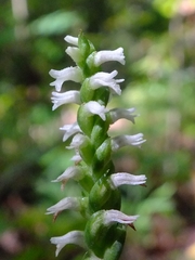 Spiranthes ovalis