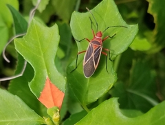 Dysdercus suturellus
