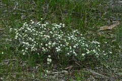 Pimelea humilis