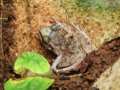Eleutherodactylus