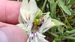 Passiflora bryonioides