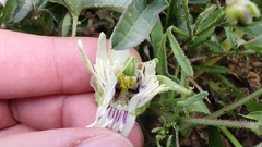Passiflora bryonioides
