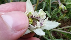 Passiflora bryonioides