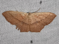 Scopula imitaria