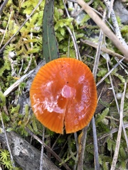 Gliophorus