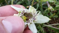 Passiflora bryonioides