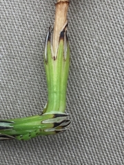 Equisetum variegatum