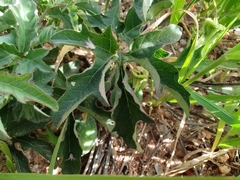Passiflora bryonioides