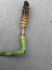 Equisetum variegatum