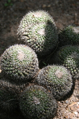 Mammillaria perbella