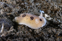 Diaulula sandiegensis