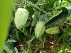 Passiflora bryonioides