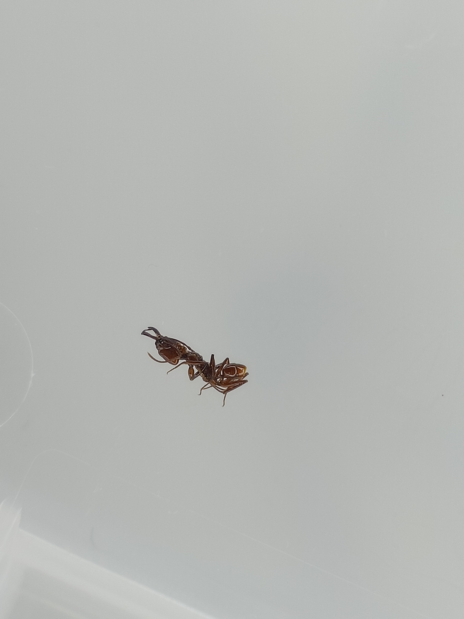 Anochetus