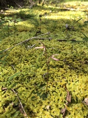 Cyrtostylis reniformis