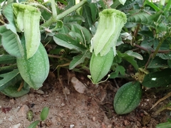 Passiflora bryonioides