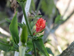 Dicliptera squarrosa