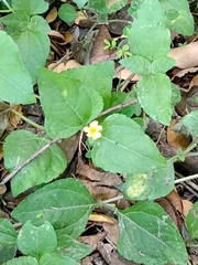 Calyptocarpus vialis