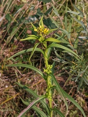 Solidago riddellii