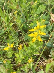 Genista germanica