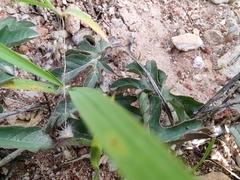 Passiflora bryonioides