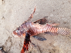 Pterois volitans