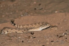 Crotalus cerastes