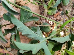 Passiflora bryonioides