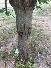 Cryphonectria parasitica