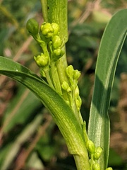 Solidago riddellii