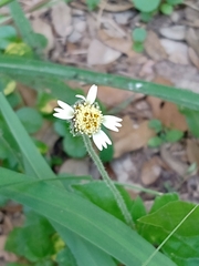 Tridax procumbens